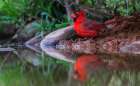 USA-South Texas Northern cardinal getting a drink Art Print